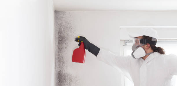  Pis, AR Mold Removal Pros