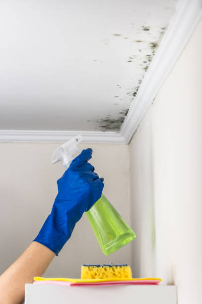 Best Emergency Mold Remediation in Pis, AR